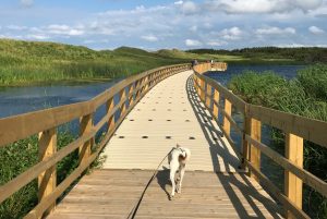 Jeanette Walker beach walk